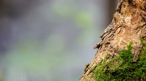 Lichen and moss mat on the tree bark Stock Footage 55799322