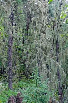 Lichen and moss Stock Photos