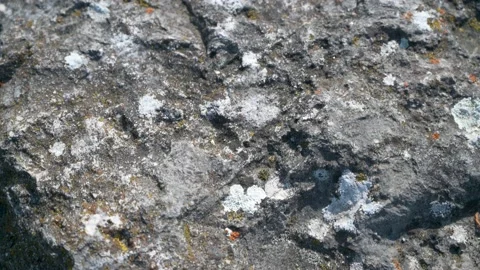 Lichen and moss on a rock in close-up Stock Footage 130364890