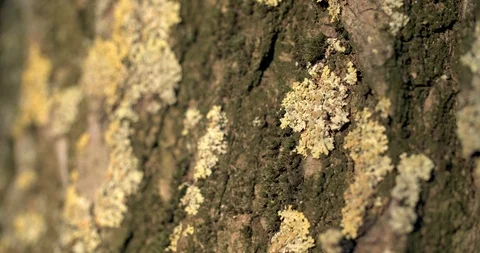 Lichen and moss on tree bark Stock Footage 121149314
