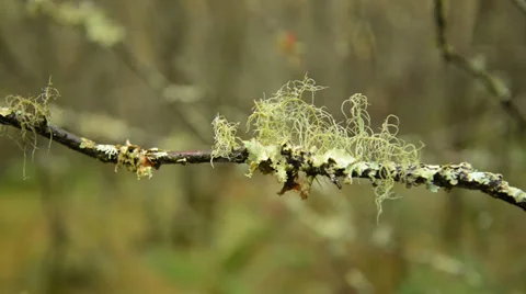 Lichen and moss on tree branch pan Stock Footage 32143455