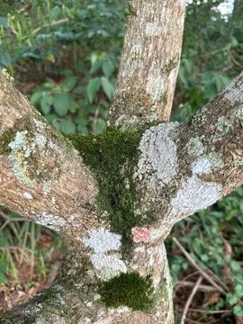 Lichen and moss on tree branches Stock Photos