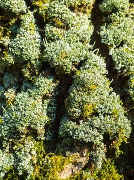 Lichen And Moss On the tree Stock Photos