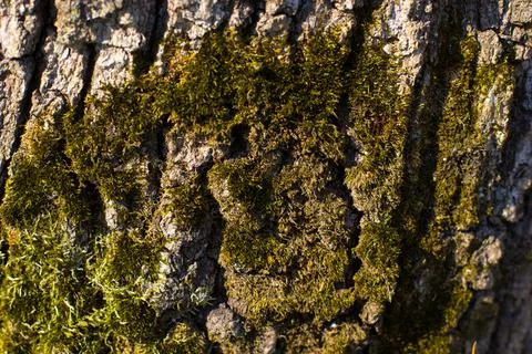 Lichen And Moss On the tree Foto stock
