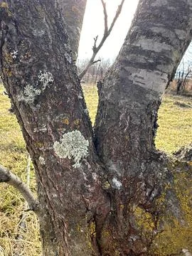 Lichen and Moss on Tree Trunk Stock Photos