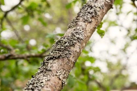 Lichen on apple tree branch Stock Photos