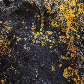 Lichen Arctic Stock Photos