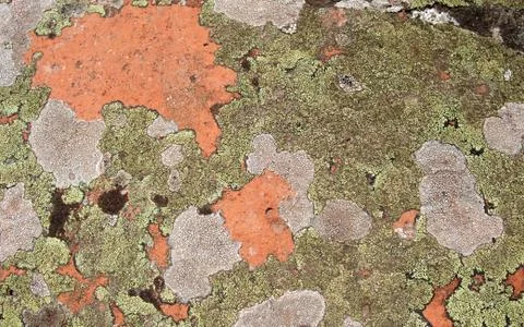 Lichen background Stock Photos