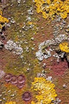 Lichen background Stock Photos