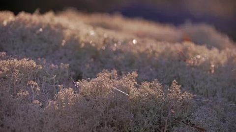 Lichen in backlight Stock-Fotos