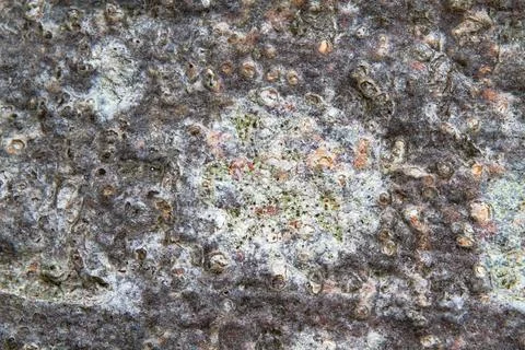 Lichen on bark of Beech tree Stock Photos
