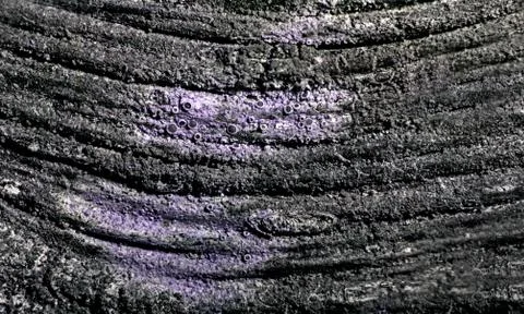 Lichen on bark Stock Photos