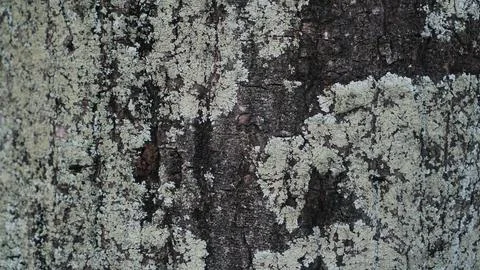 Lichen bark texture for background Stock Photos