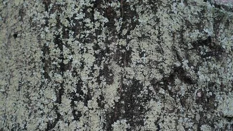 Lichen bark texture for background Stock Photos
