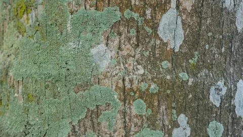 Lichen bark texture for background Stock Photos