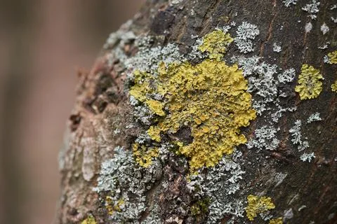 Lichen on the bark of a tree close-up Stock-Fotos