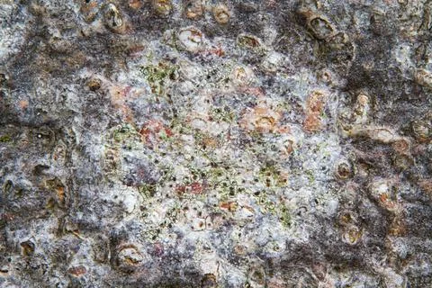 Lichen on bark of tree Stock Photos