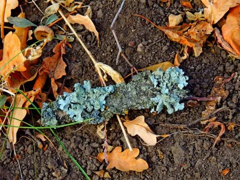 Lichen of beautiful shape Stock Photos
