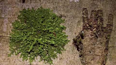 Lichen on a beech trunk, Fagus, deciduous tree Stock Footage 346221035