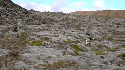 Lichen Blankets Lava Fields Across the Landscapes of Iceland 스톡 동영상 321063229