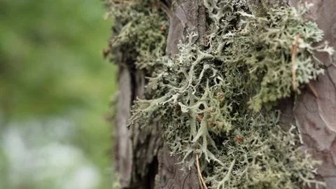 Lichen Blooming on Ancient Pine in Spring Stock Footage 346047297
