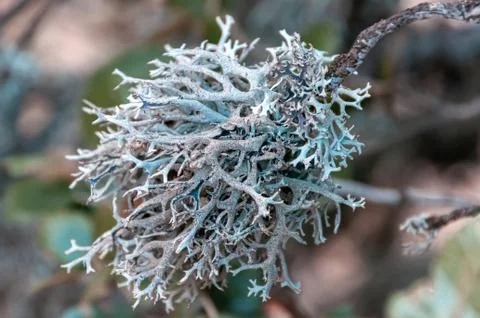 Lichen on a Branch. Macro background. Stock Photos