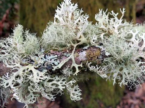 Lichen on a Branch Stock Photos