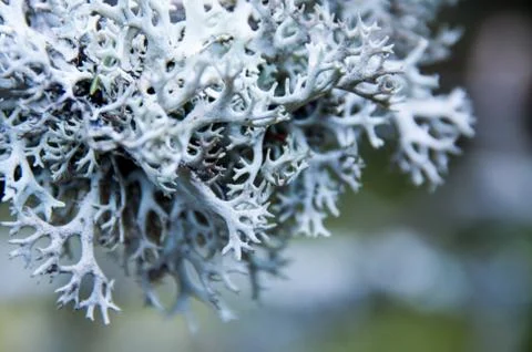 Lichen on the branch Stock Photos