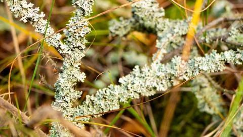 Lichen on a branch. Stock Photos