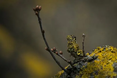 Lichen on a branch Foto stock