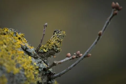 Lichen on a branch Stock Photos