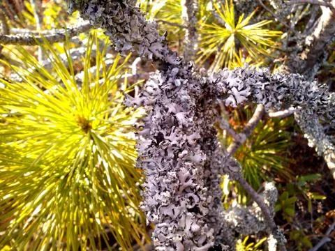 A lichen on a branch of pine. Summer in the north. Stock Photos