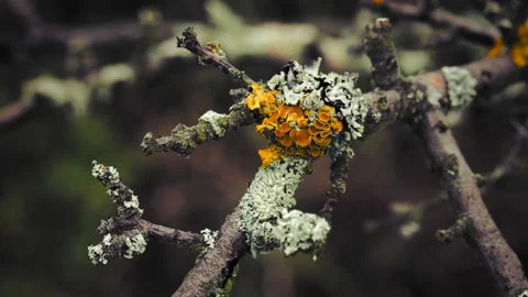 Lichen on branches moving in the wind. Close up macro shot. 4K resolution. Stock Footage 141696056