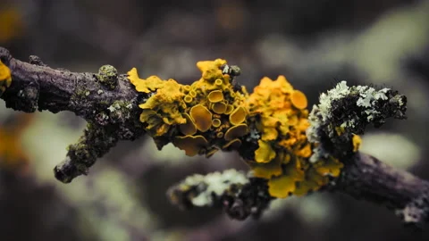 Lichen on branches moving in the wind. Close up macro shot. 4K resolution. Stock Footage 141697623