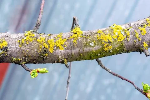 Lichen on Cherry tree branch Stock Photos