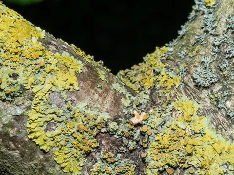 Lichen clings to rough tree bark with vibrant yellow and green hues Stock Photos