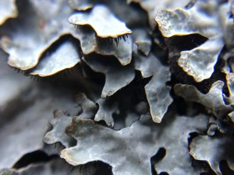 Lichen close-up background with beautiful macro plant leaves Stock Photos