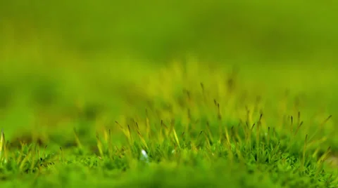 Lichen Close Up Stock Footage 32906445