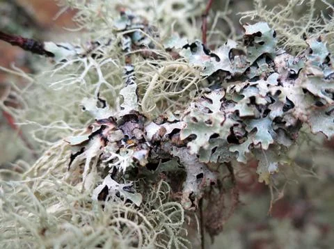 Lichen up Close Stock Photos