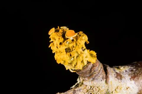 Lichen in close up Stock Photos