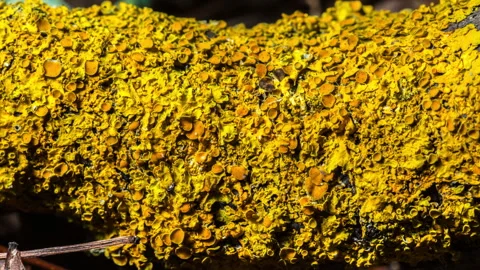 Lichen comes alive in super close up timelapse Video stock 242499856
