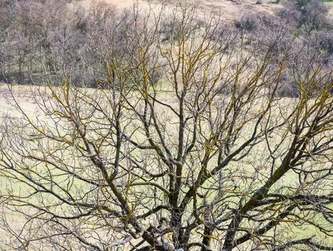 Lichen covered bare tree standing in green pasture field Foto stock