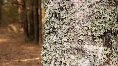 Lichen Covered Birch Tree Bark Stock Footage 335975422