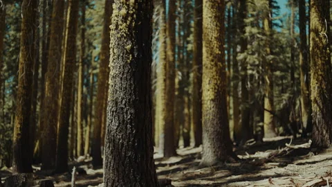 Lichen covered conifer trunks in a sunlit forest with shallow focus Vídeos de archivo 348046885