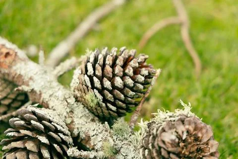 Lichen Covered Pine Cones Fallen Branch Foto stock