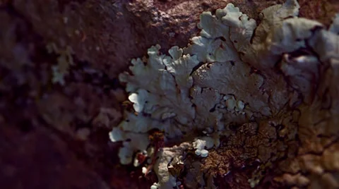 Lichen Covered Rock Macro Dolly L-R Stock Footage 38475321
