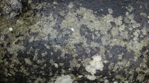 Lichen Covered Rock Surface Texture Background Close Up Fotos de archivo