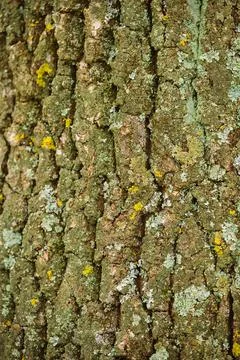 Lichen Covered Tree Bark Texture in Richmond Park London Stock Photos