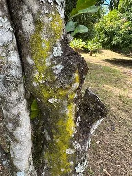 Lichen covered tree in the garden Stock Photos