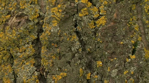 Lichen covered tree trunk bark close-up then pull back Video stock 862209